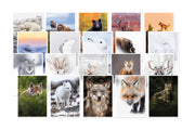 Set of 20 greeting cards