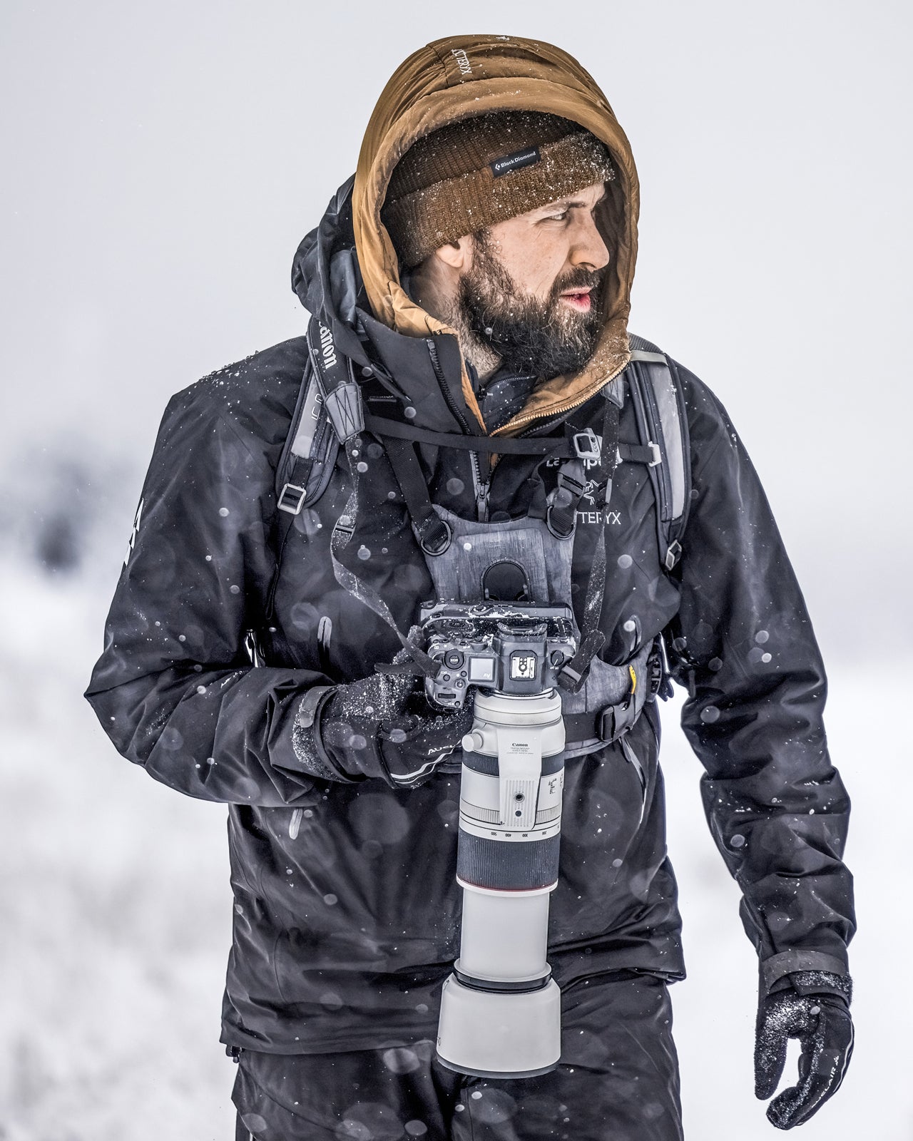Jean-Simon Bégin - Photographe Animalier et Artiste Peintre