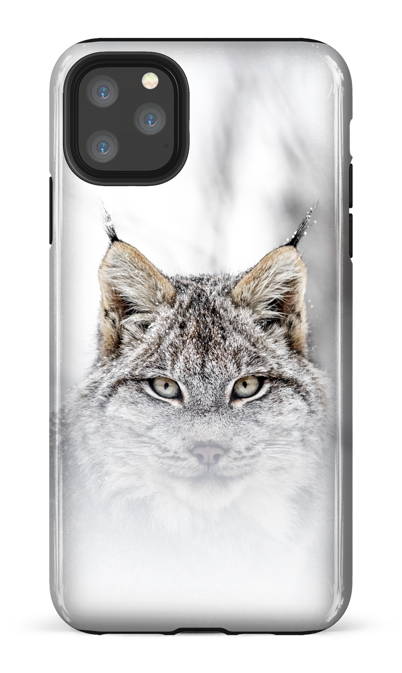 Le chat