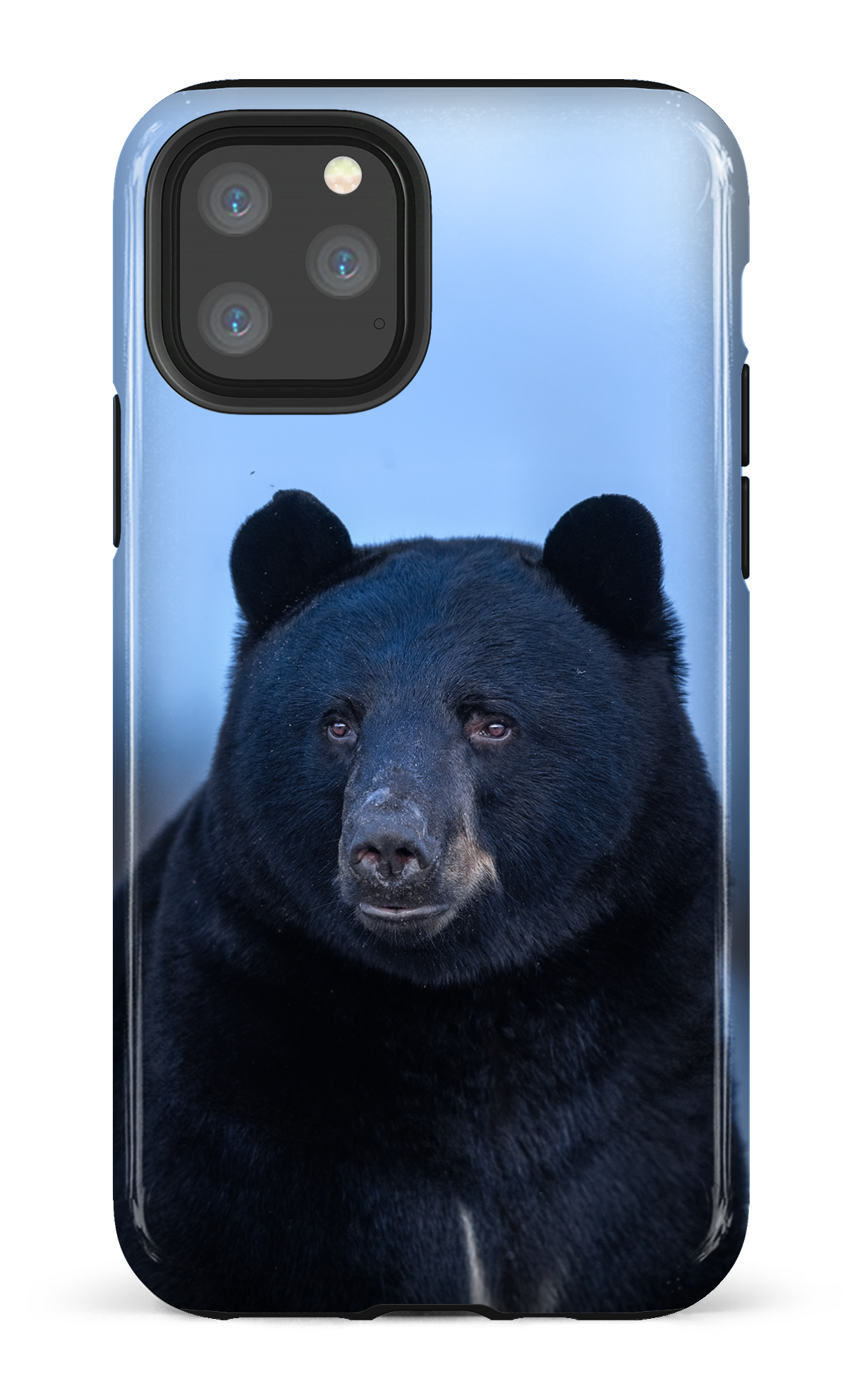 Ours bleu