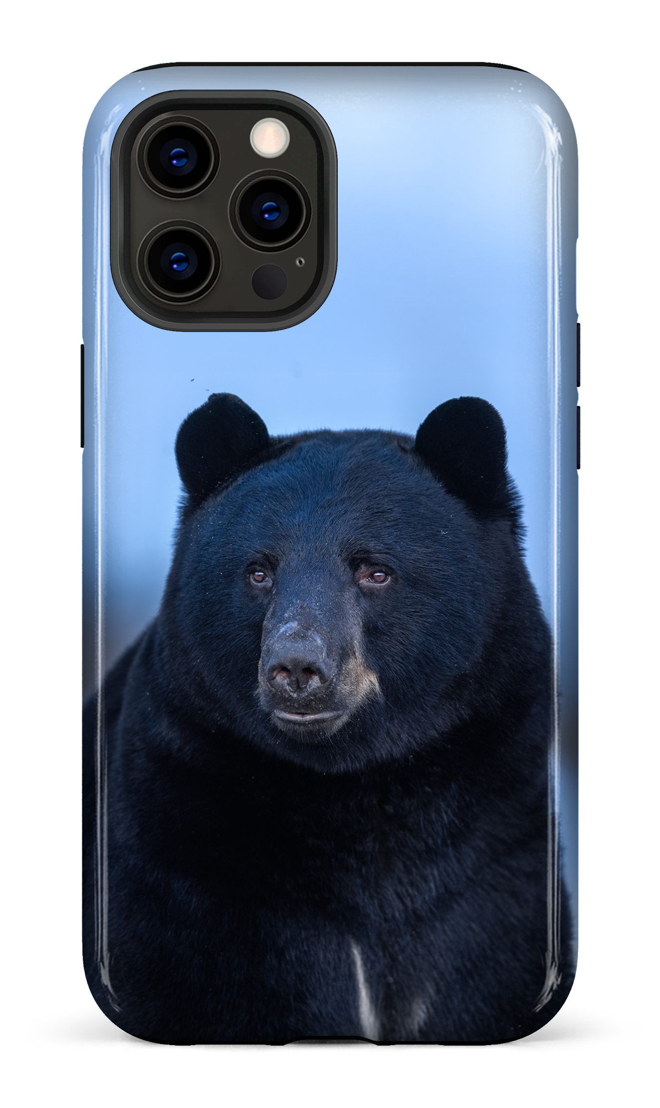 Ours bleu