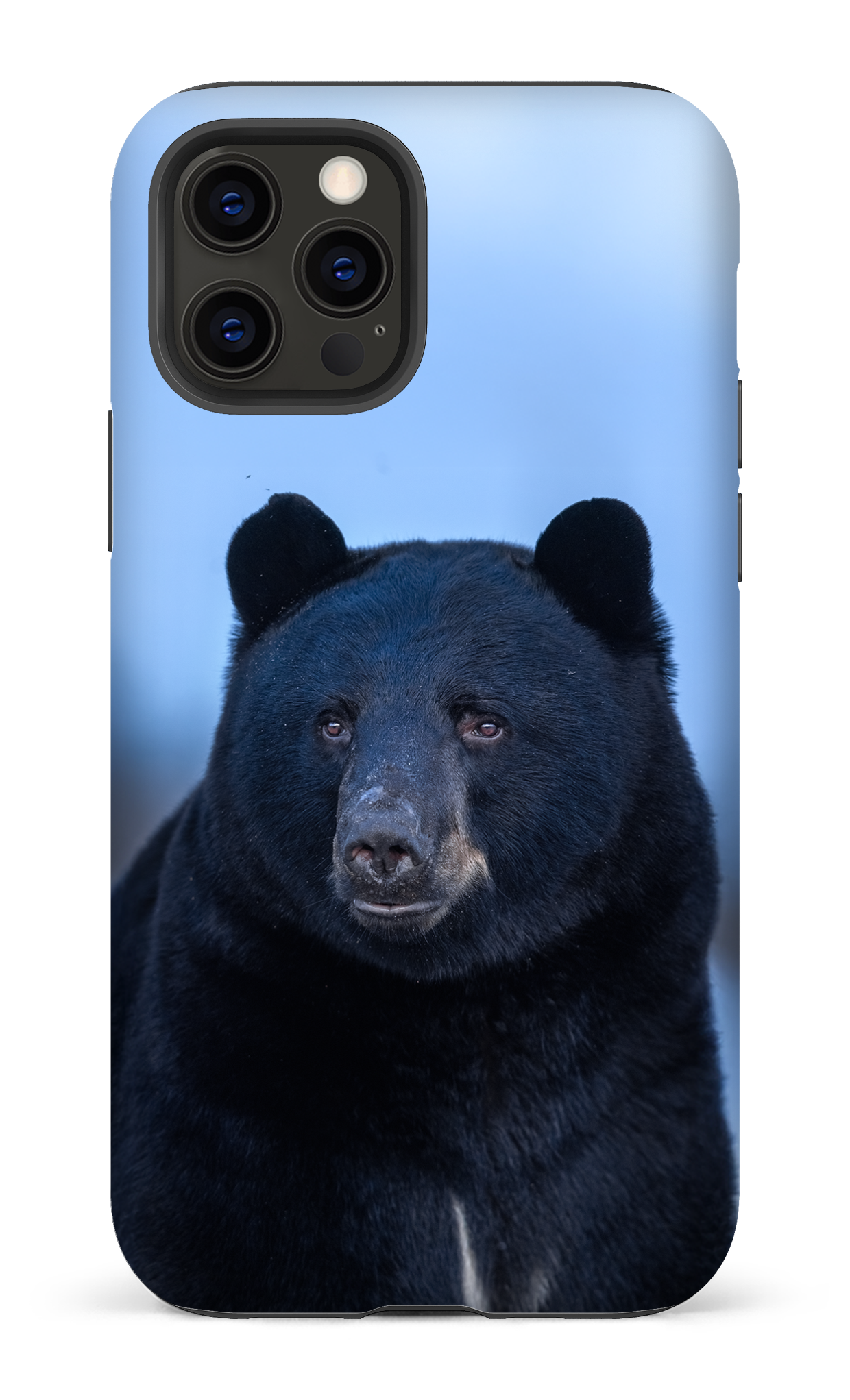 Ours bleu