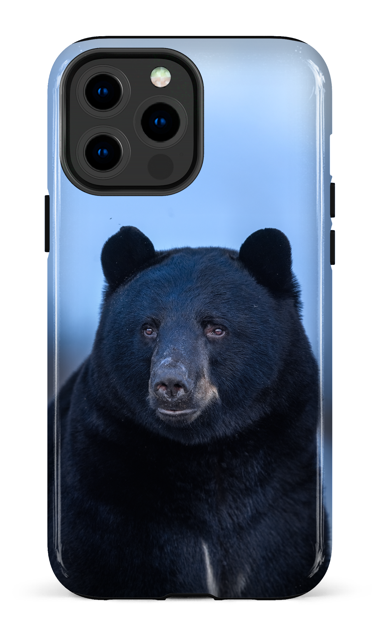 Ours bleu