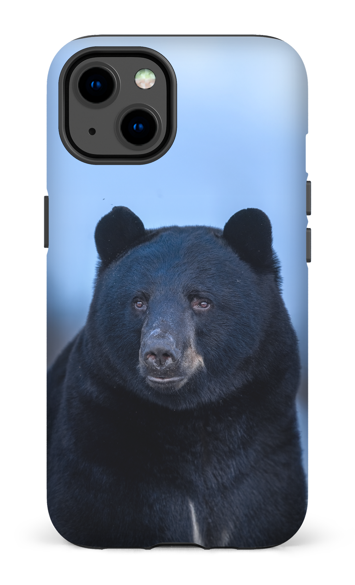 Ours bleu