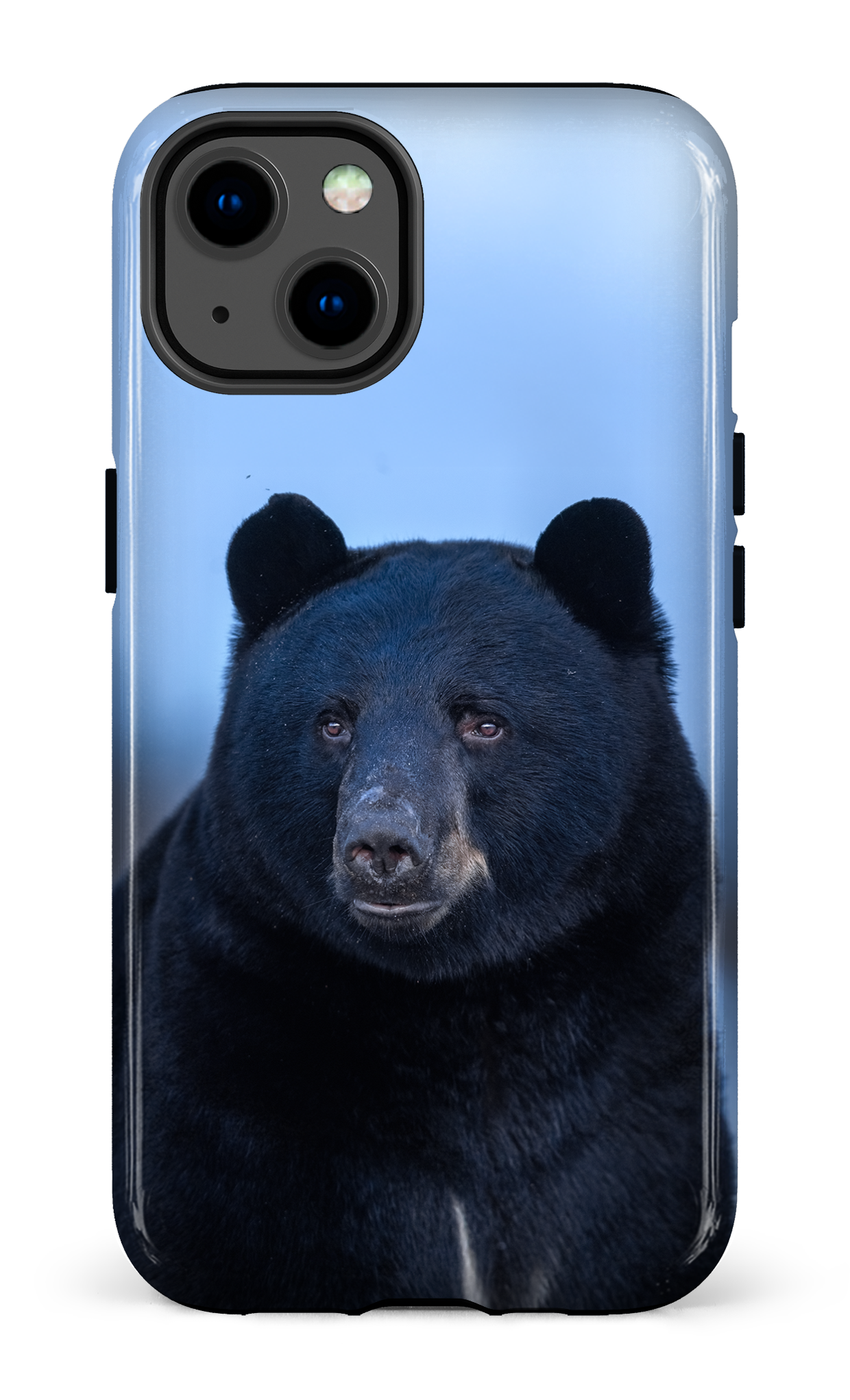 Ours bleu