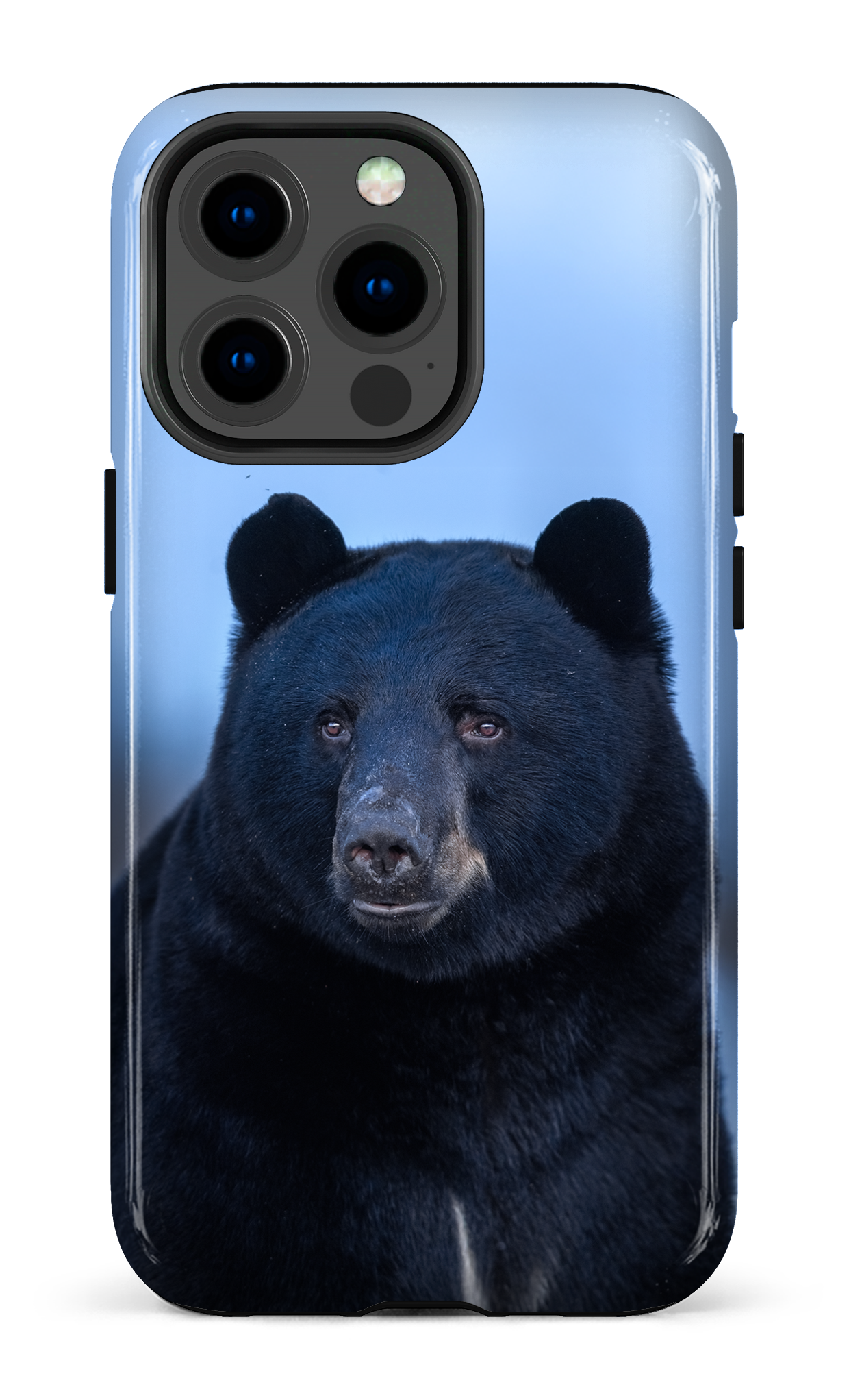 Ours bleu