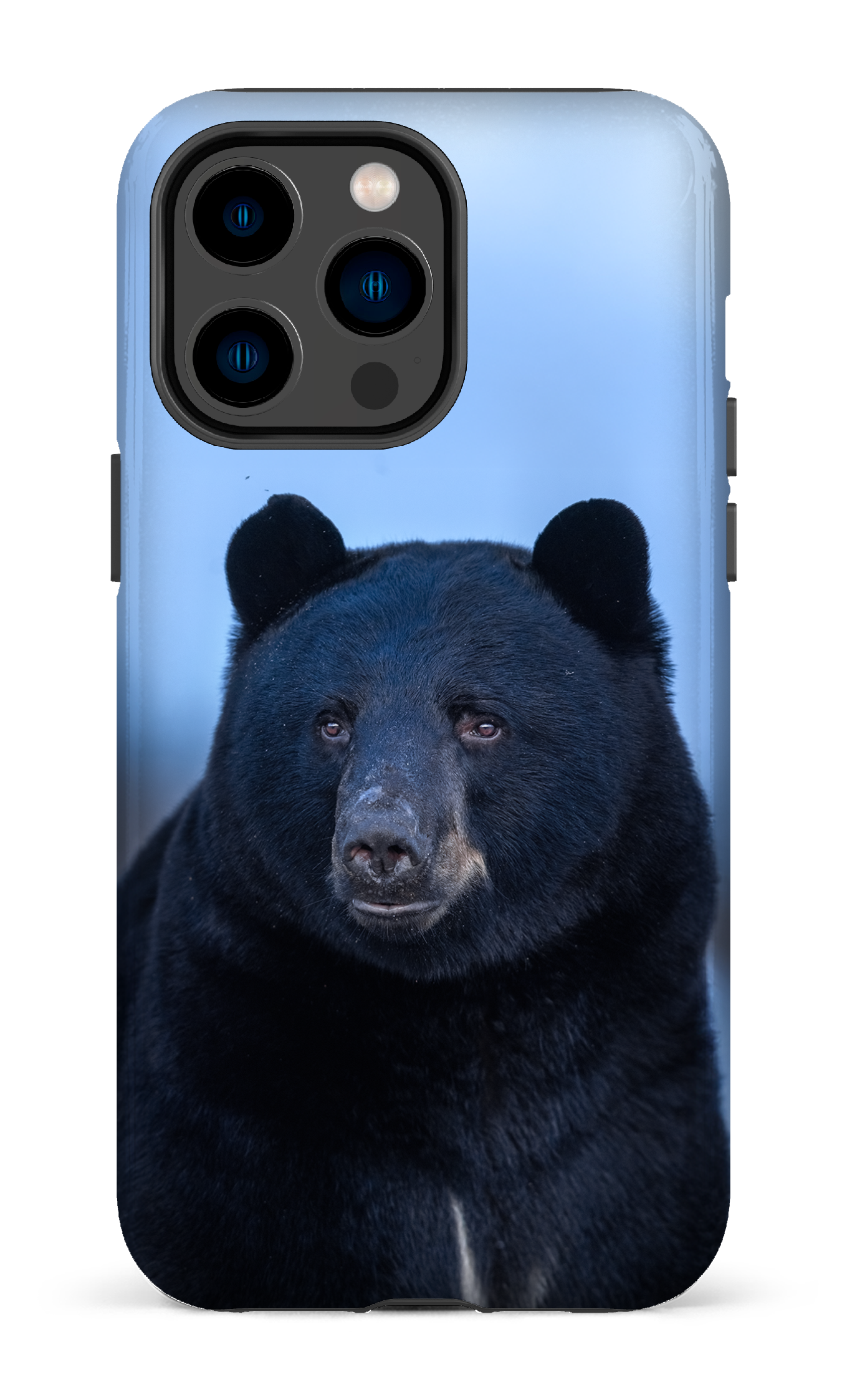 Ours bleu