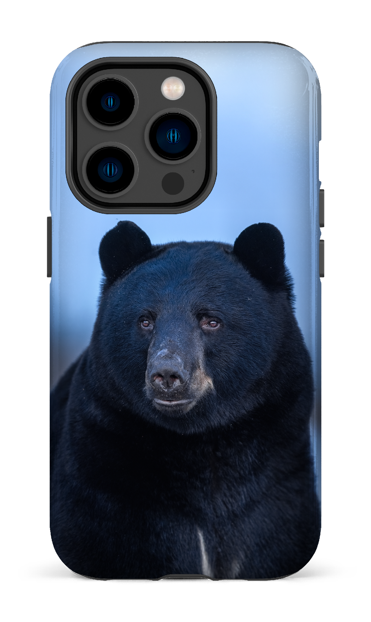 Ours bleu