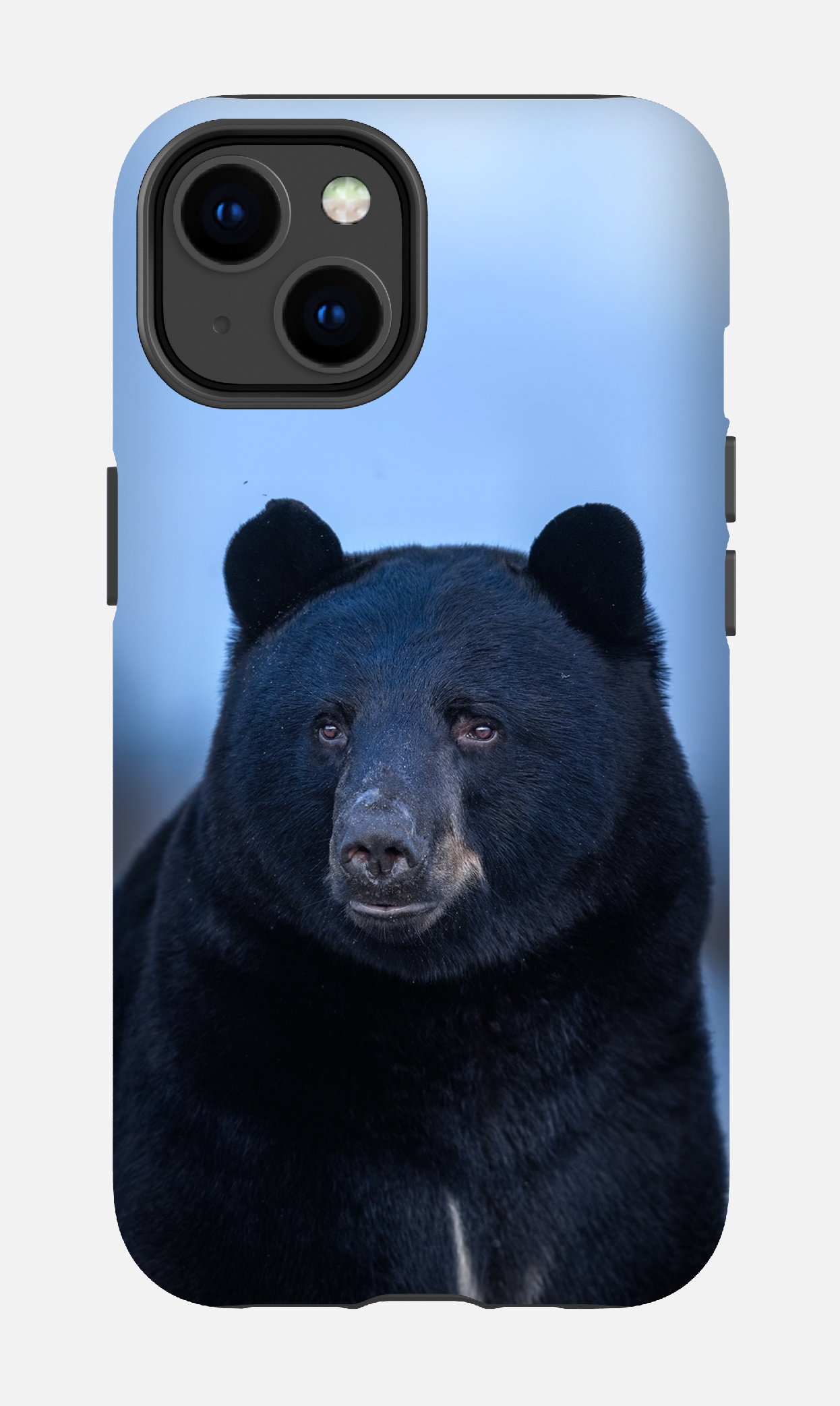 Ours bleu