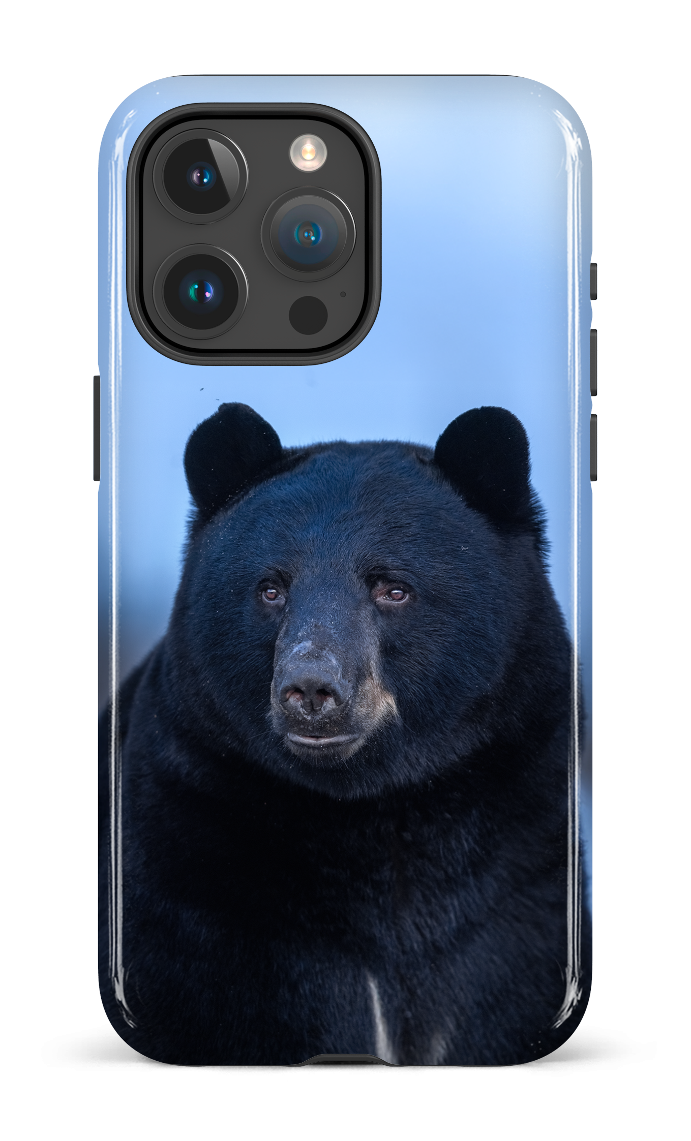 Ours bleu