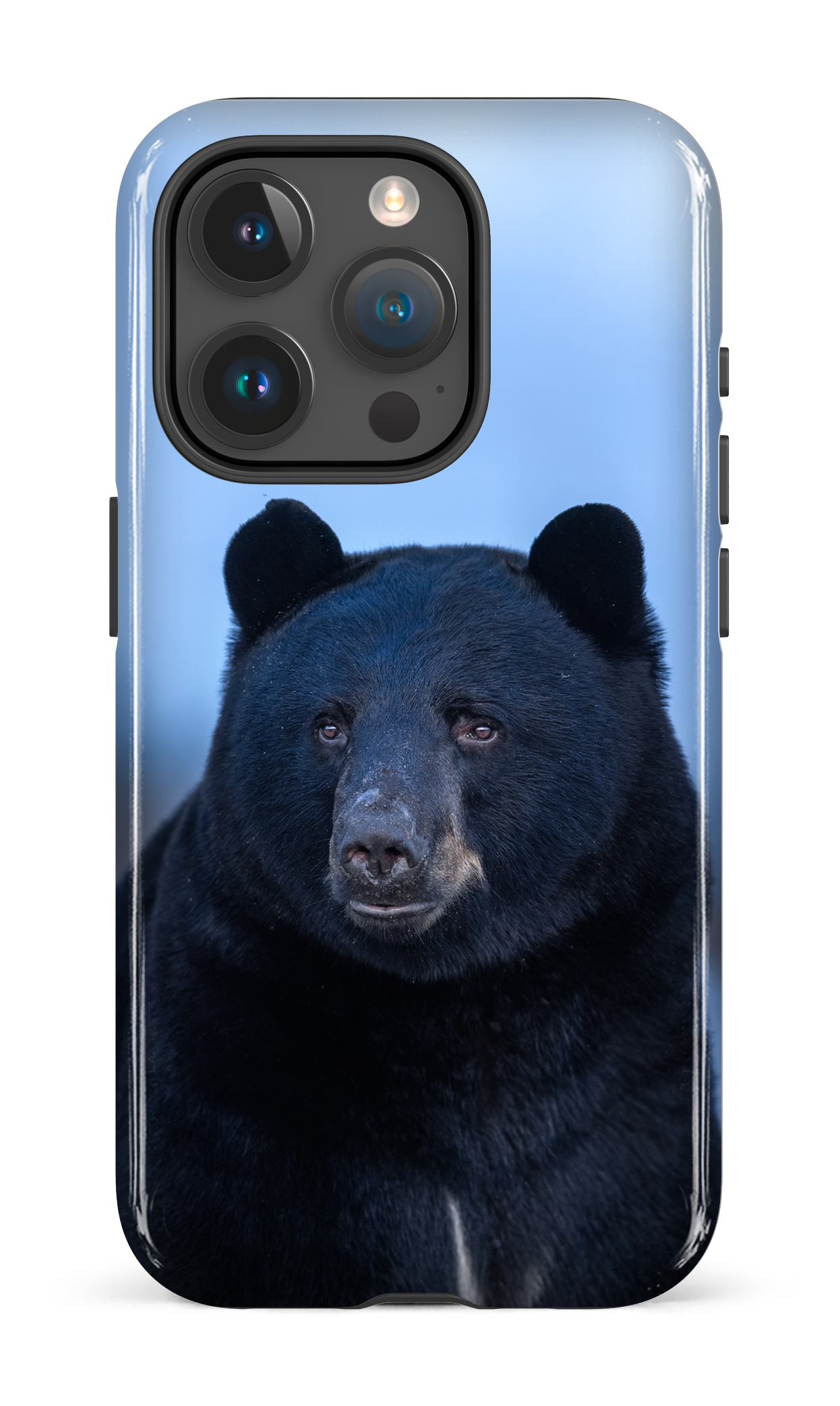Ours bleu