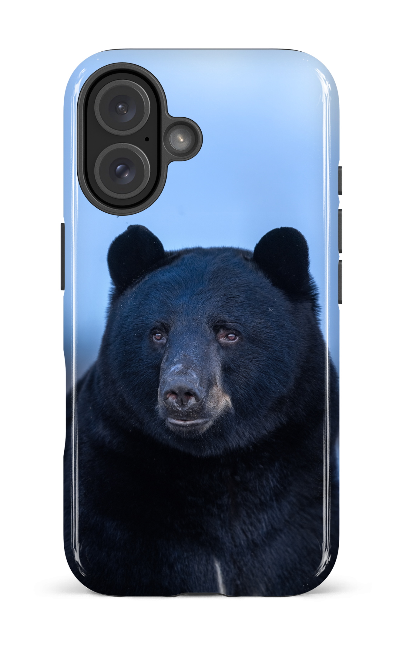 Ours bleu