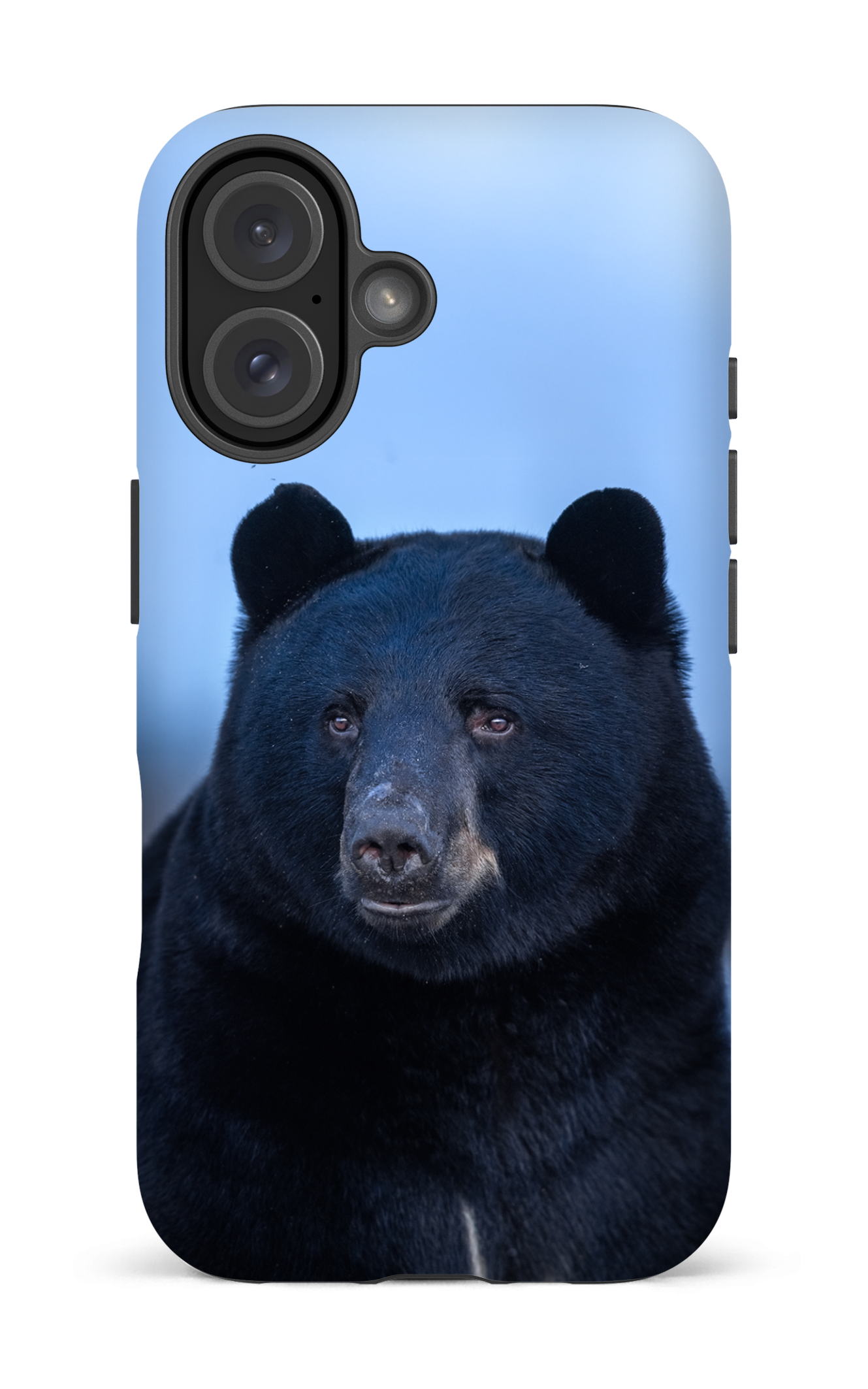 Ours bleu