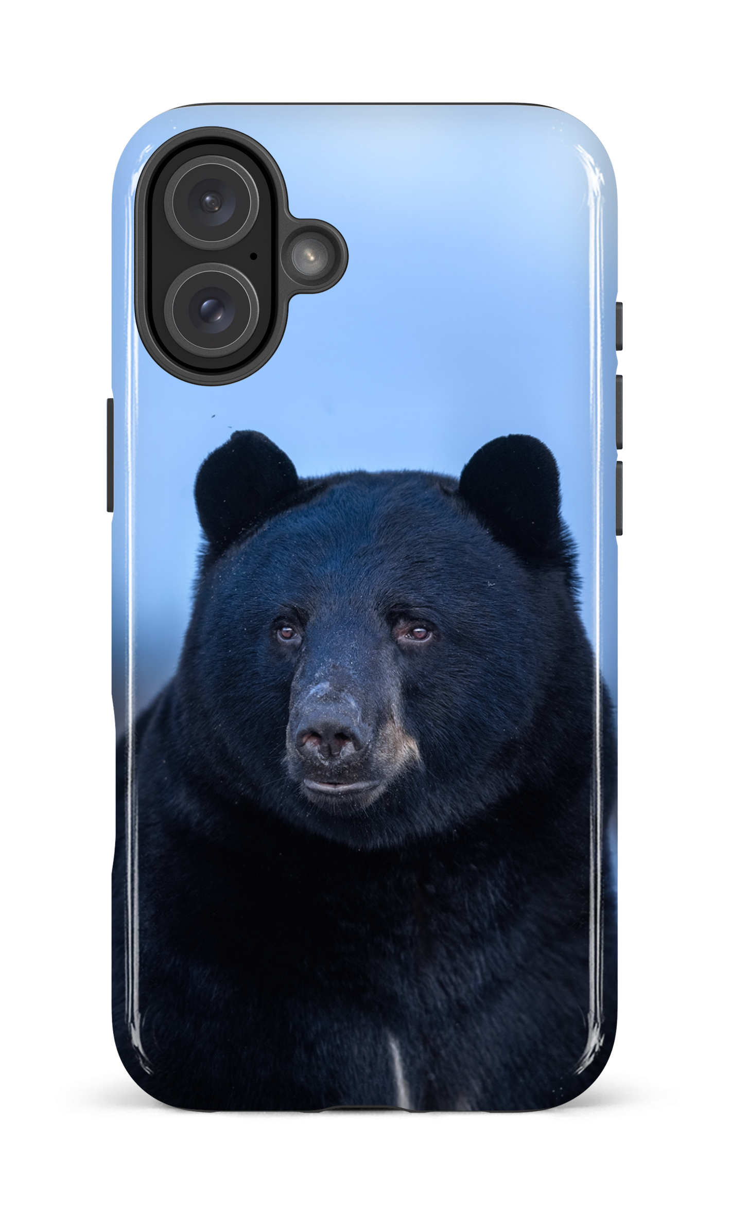 Ours bleu