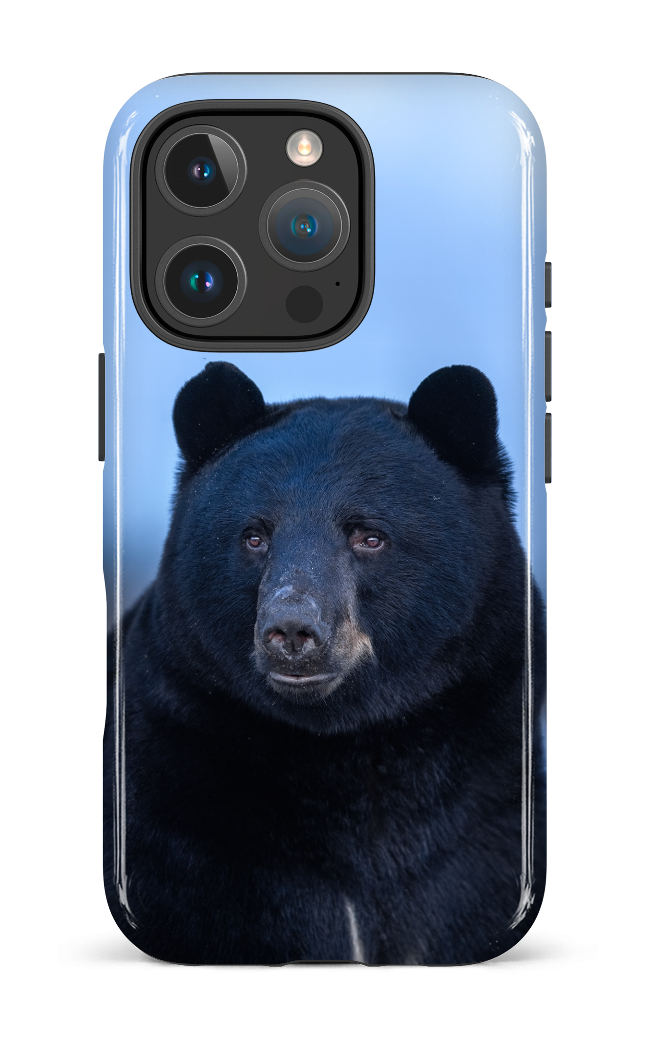 Ours bleu