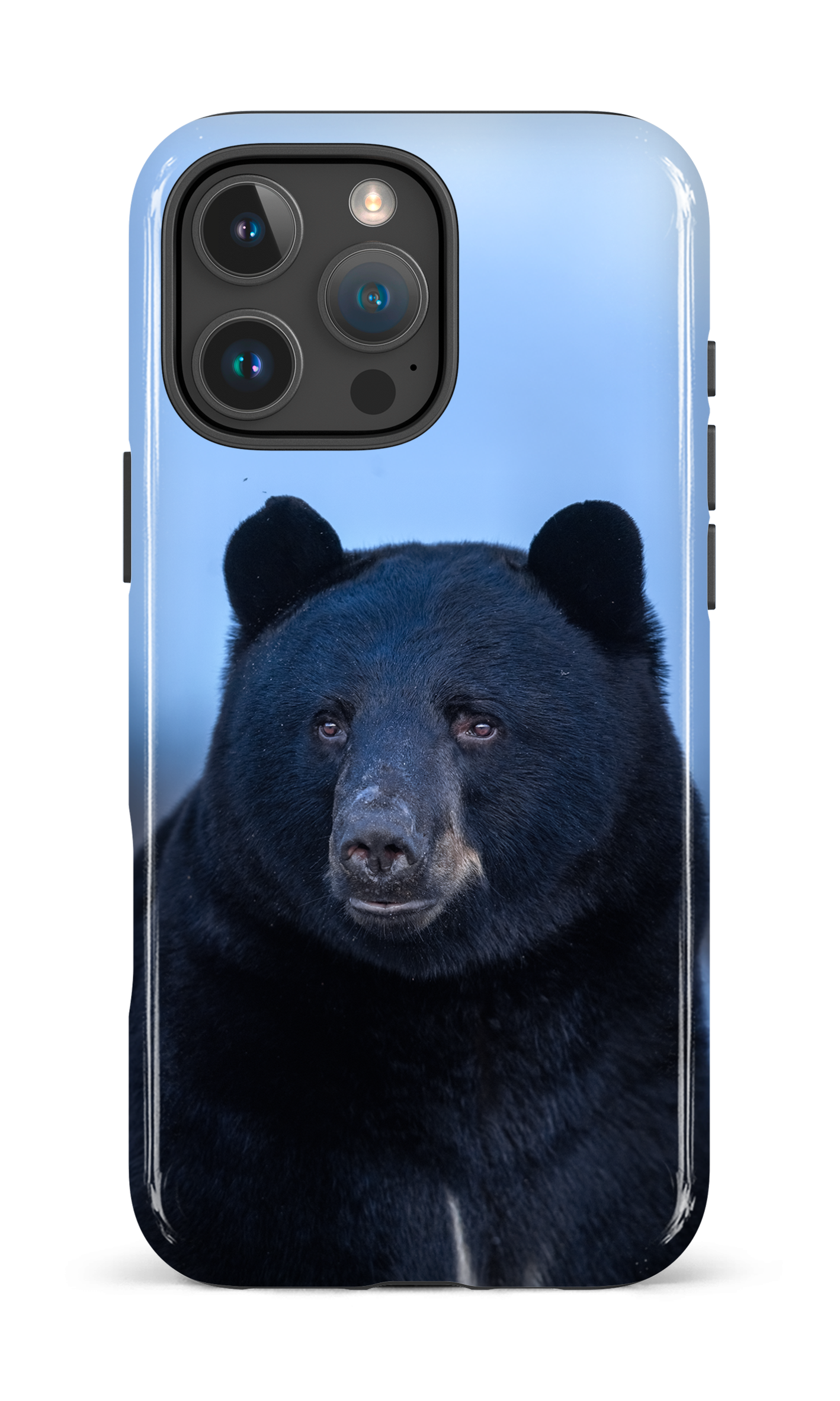 Ours bleu