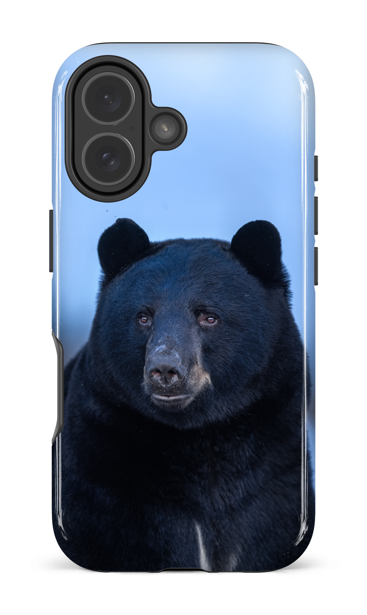 Ours bleu