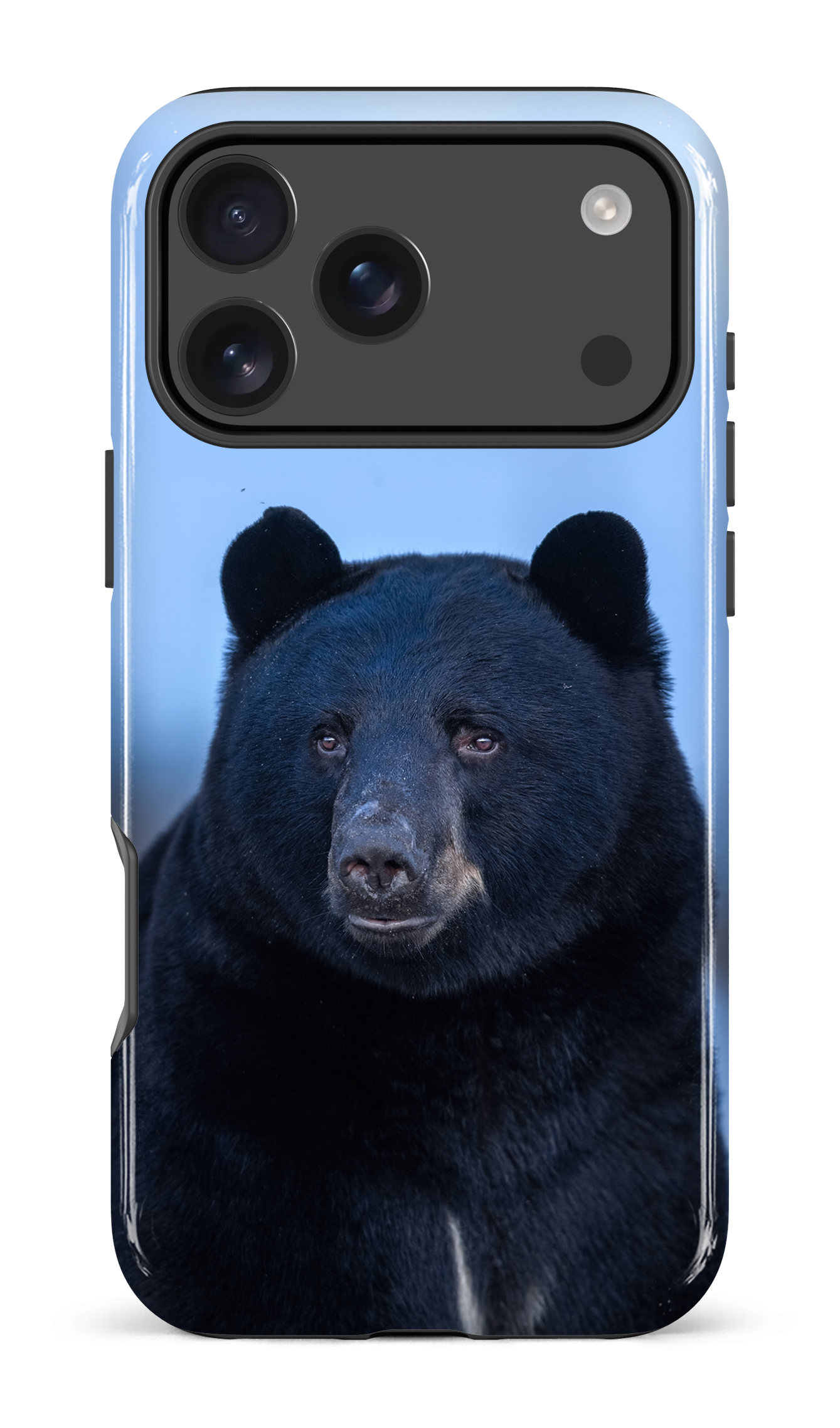 Ours bleu