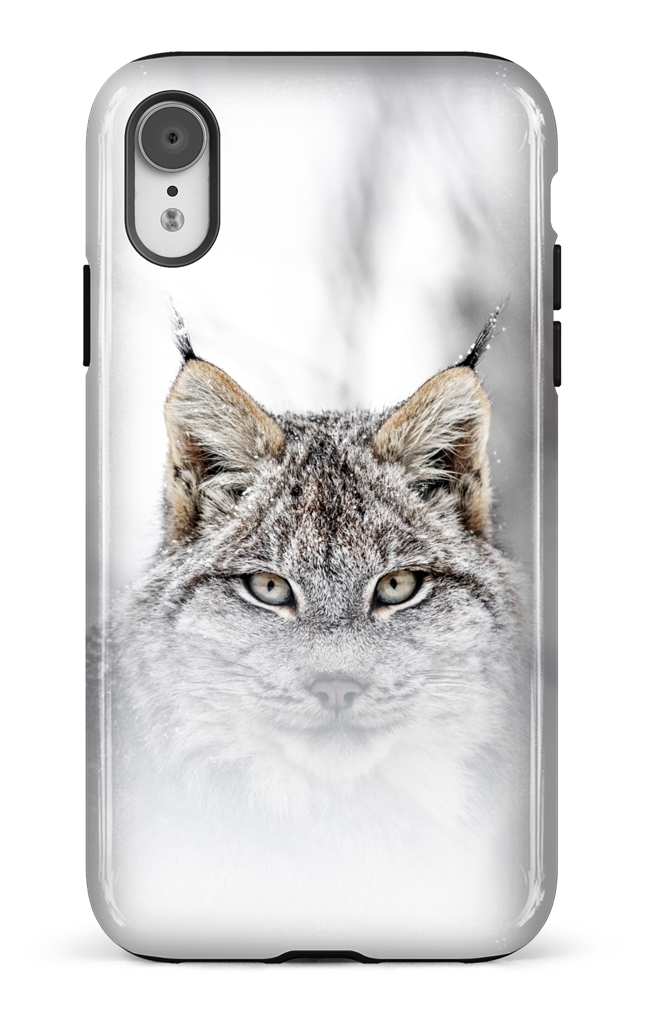 Le chat