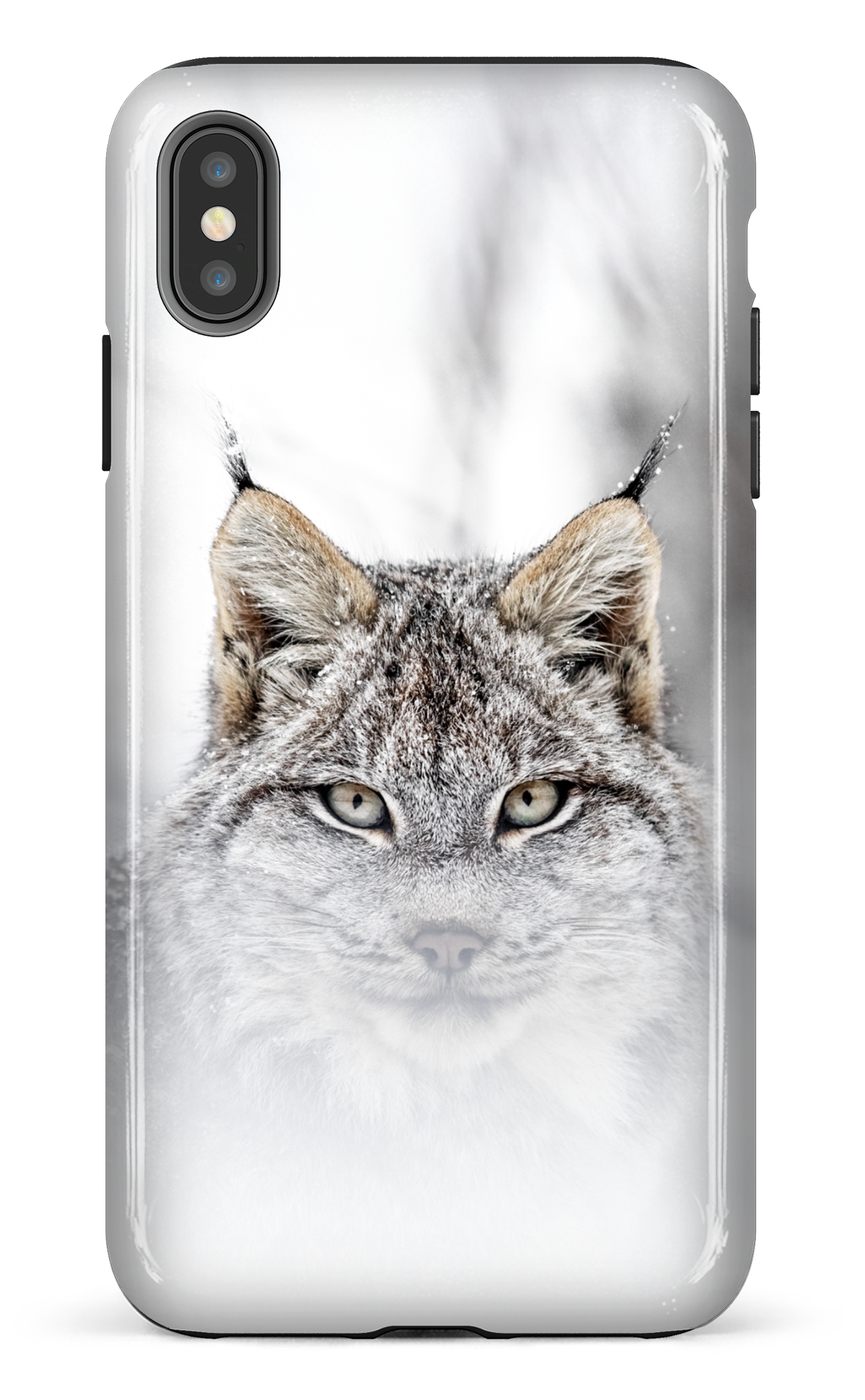 Le chat