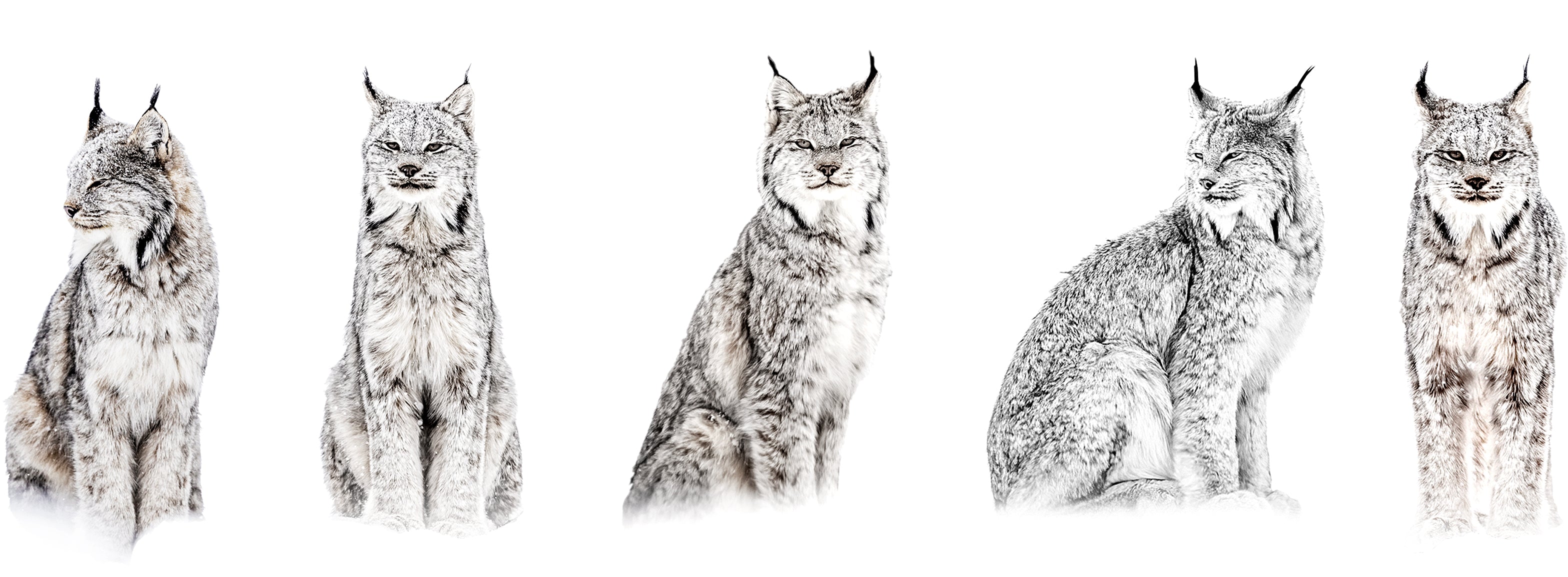 Insulated bottle - American marten