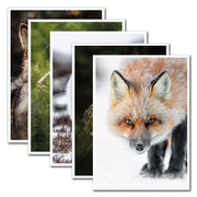 Set of 5 greeting cards - Canines